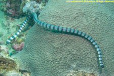 sea krait